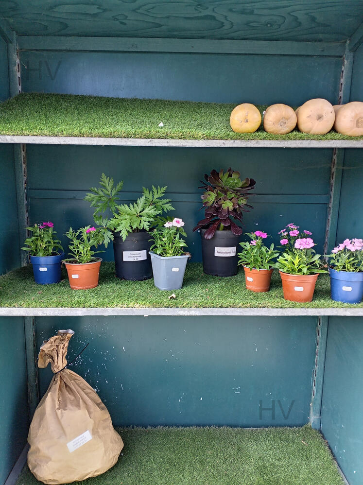 Honesty Farm Stall with vegetable's plants in pots in a blue shed wooden shed filled with vegitation