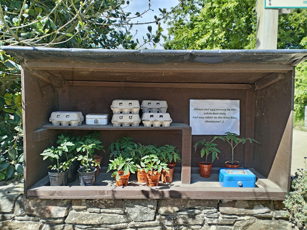 a shared hedge veg stall on sark sharing plants and eggs.