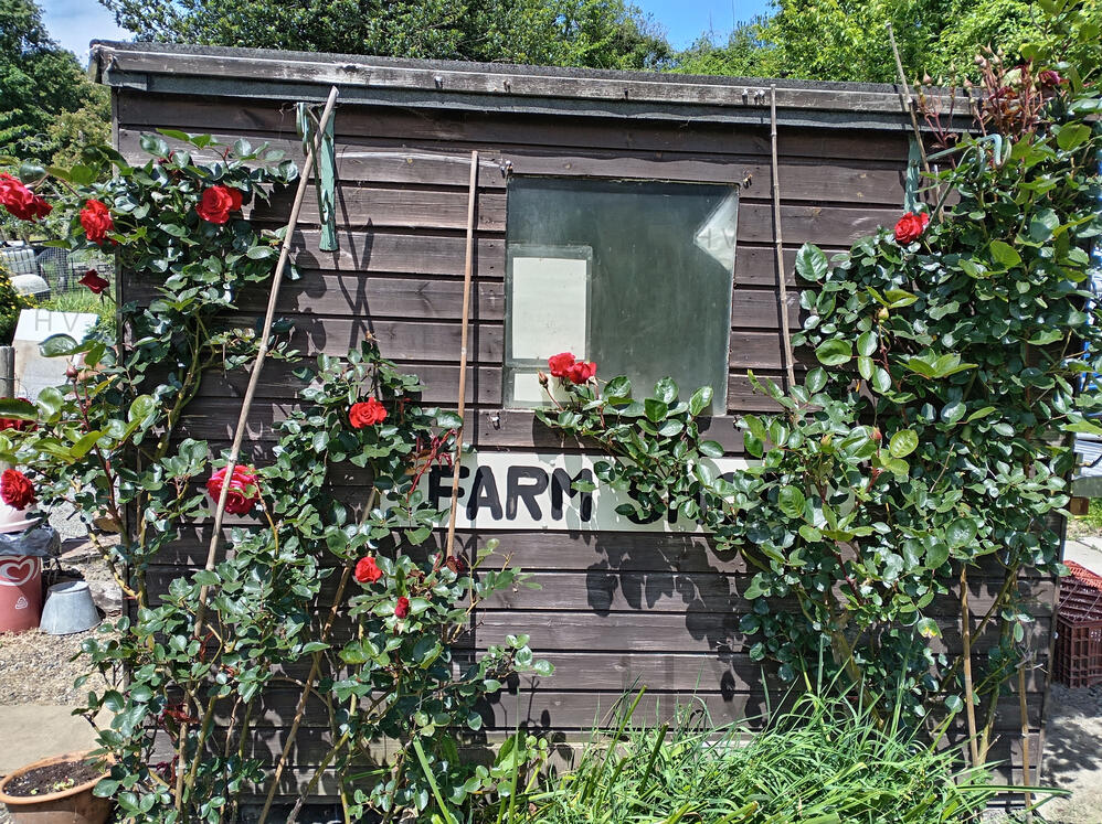 wooden shed surrounded by roses