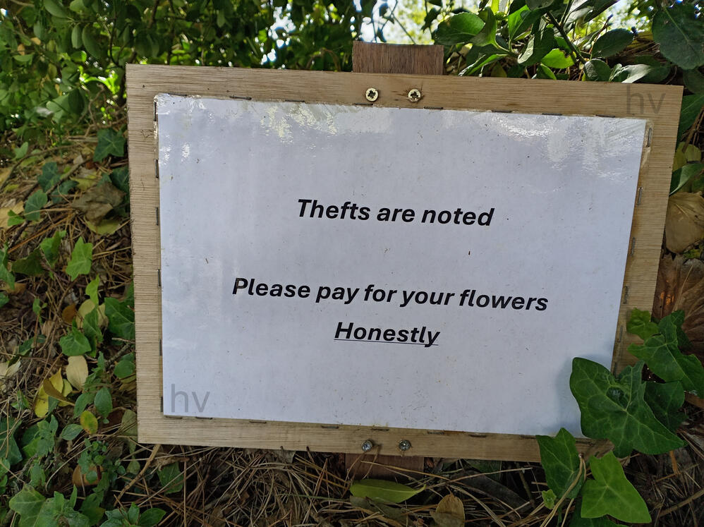 pinned notice asking people not to steal. wooden shed surrounded by roses