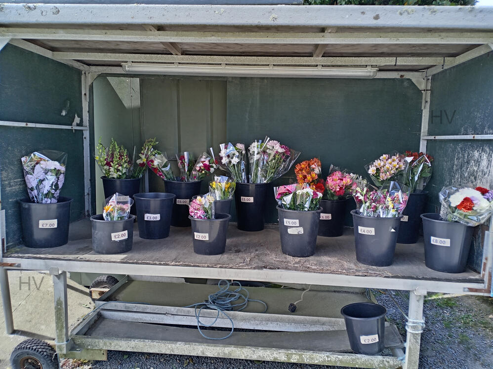 wooden shed surrounded by roses