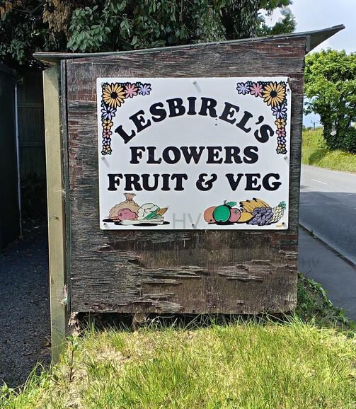 wooden shed surrounded by roses