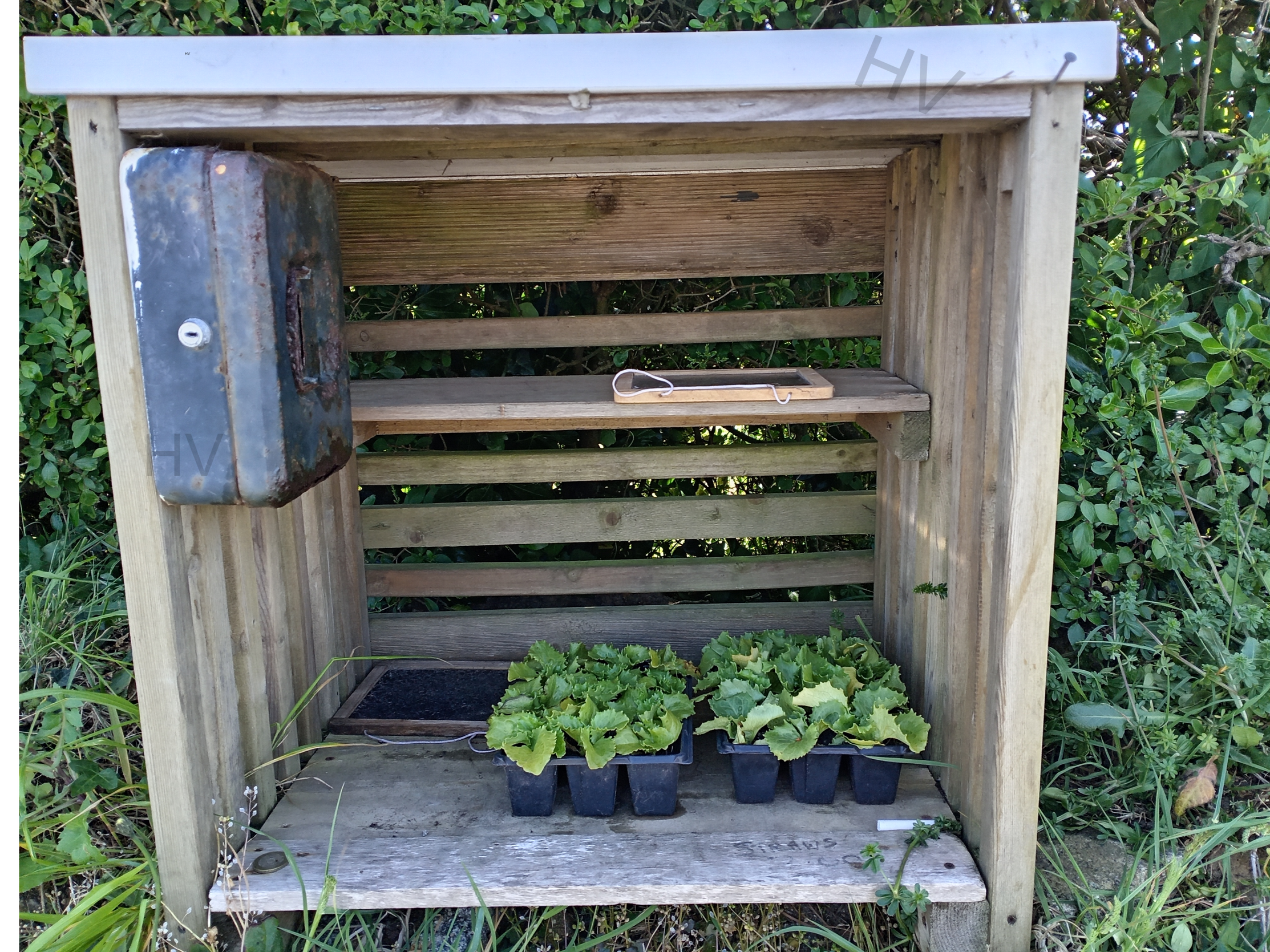 wooden crate with money box and plants wooden shed surrounded by roses